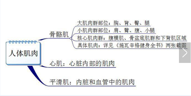 你真的認(rèn)識(shí)你身體的肌肉嗎？